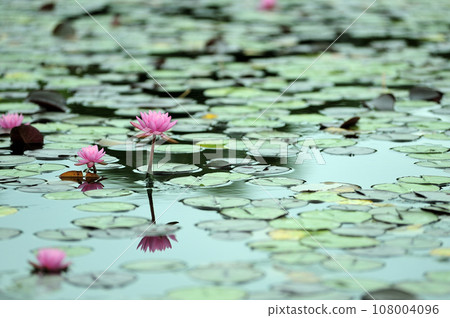 Water lily blooming in pond Water lily blooming in pond 108004096
