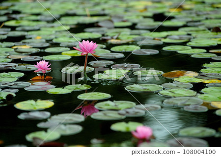 Water lily blooming in pond Water lily blooming in pond 108004100