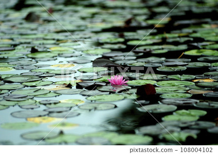 Water lily blooming in pond Water lily blooming in pond 108004102