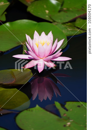 Pink water lily flower floating on water Pink water lily flower floating on water 108004170