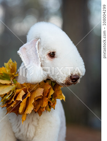 Autumn portrait of a Bedlington Terrier decorated with a maple leaf collar 108004299