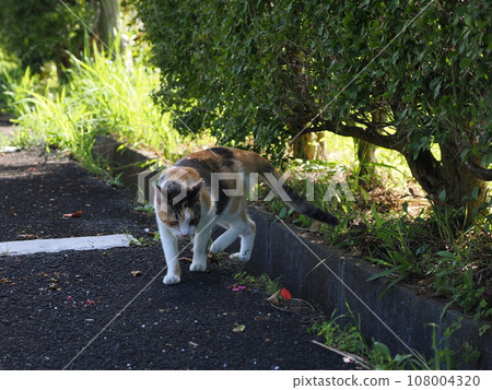 Cute calico kitten resting on the hedge in the park Cute calico kitten resting on the hedge in the park 108004320