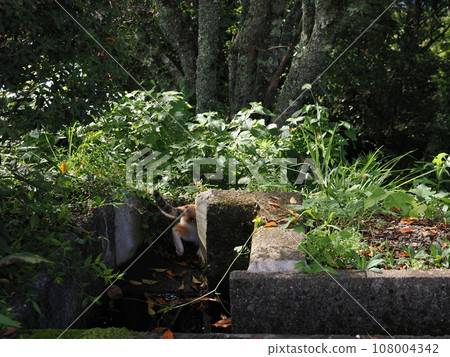 Cute calico kitten resting on the hedge in the park 108004342