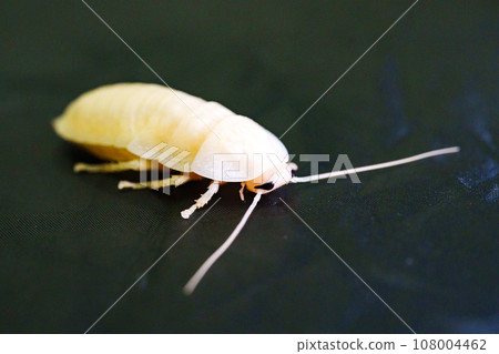 The molting process of the Madagascar cockroach on a black background. 108004462