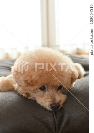 玩具貴賓犬 108004516