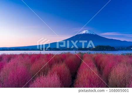 （山梨縣）河口湖大石公園、地膚秋葉和富士山的黎明 108005001