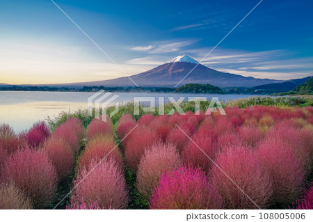 (Yamanashi Prefecture) Lake Kawaguchi Oishi Park, Kochia with autumn leaves and dawn of Mt. Fuji 108005006