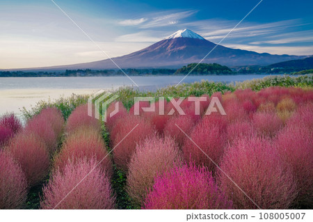 （山梨縣）河口湖大石公園、地膚秋葉和富士山的黎明 108005007