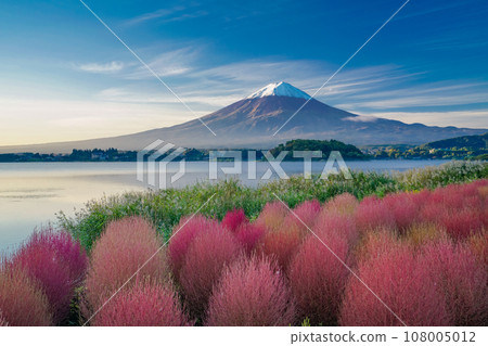 (Yamanashi Prefecture) Lake Kawaguchi Oishi Park, Kochia with autumn leaves and dawn of Mt. Fuji (Yamanashi Prefecture) Lake Kawaguchi Oishi Park, Kochia with autumn leaves and dawn of Mt. Fuji 108005012