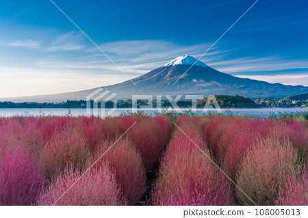 (Yamanashi Prefecture) Lake Kawaguchi Oishi Park, Kochia with autumn leaves and dawn of Mt. Fuji 108005013