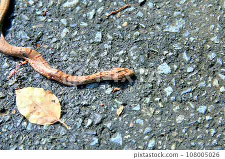 Baby striped snake with flashy red markings Baby striped snake with flashy red markings 108005026