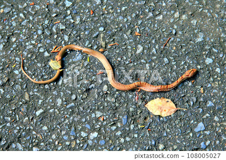Baby striped snake with flashy red markings Baby striped snake with flashy red markings 108005027