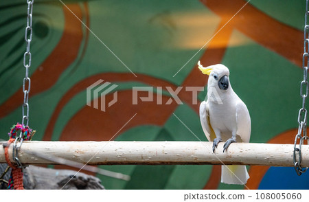 A large yellow-crested cockatoo in the aviary of the Moscow Zoo 108005060