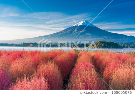 (Yamanashi Prefecture) Kawaguchiko Oishi Park, Kochia with autumn leaves and Mt. Fuji 108005076