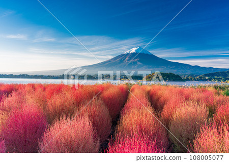 (Yamanashi Prefecture) Kawaguchiko Oishi Park, Kochia with autumn leaves and Mt. Fuji 108005077