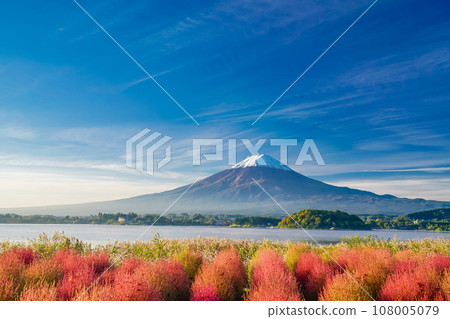 (Yamanashi Prefecture) Kawaguchiko Oishi Park, Kochia with autumn leaves and Mt. Fuji 108005079
