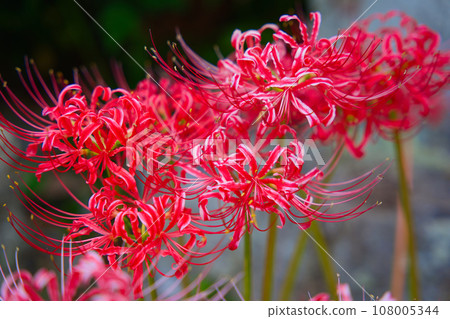 Spider lilies out of season 108005344