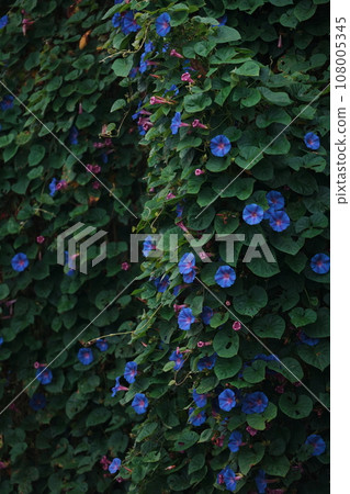 Flowers 108005345