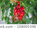 花 108005346