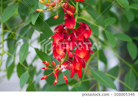 Flowers 108005346