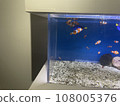 Nemo in the aquarium 108005376