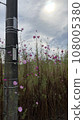 telephone pole and cosmos 108005380