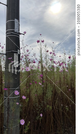 telephone pole and cosmos telephone pole and cosmos 108005380