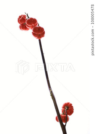 茄屬南瓜 茄屬南瓜 108005478