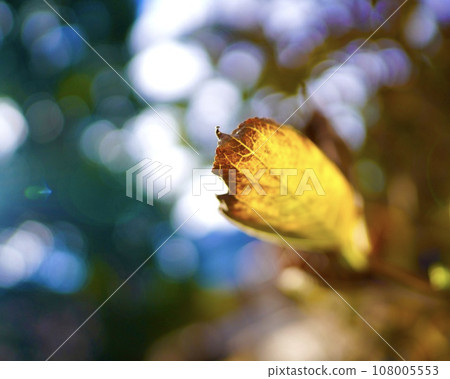 閃閃發光的光和黃色的葉子 108005553