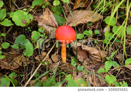 A fancy mushroom (Egg mushroom?) A fancy mushroom (Egg mushroom?) 108005681