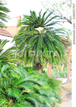 Cycad tree with flowers and fruit 108005767