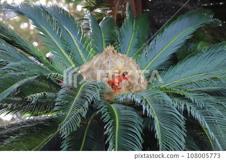 Cycad tree with flowers and fruit Cycad tree with flowers and fruit 108005773