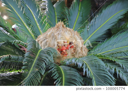 Cycad tree with flowers and fruit Cycad tree with flowers and fruit 108005774