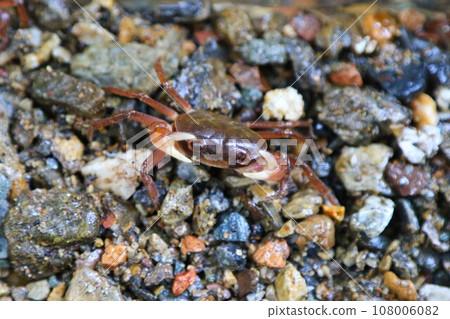 生活在毛呂山町足羽川上游的河蟹生態照片 108006082