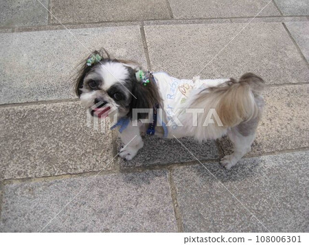 Shih Tzu during a walk 108006301