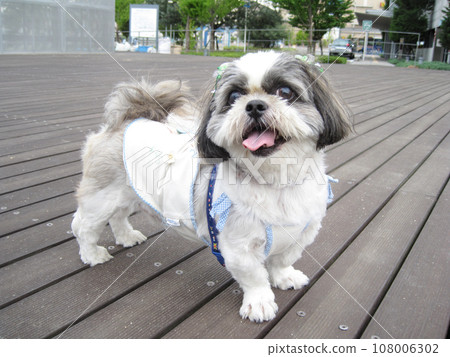 Shih Tzu during a walk 108006302