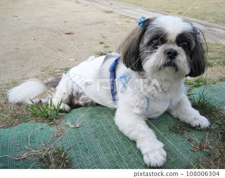 Shih Tzu taking a break 108006304