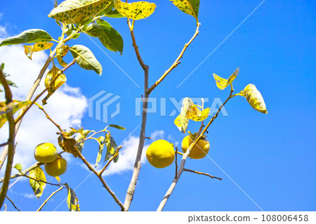 藍色的天空和雲圖像 108006458