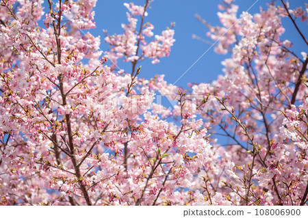 Image of cherry blossoms in the clear sky 108006900