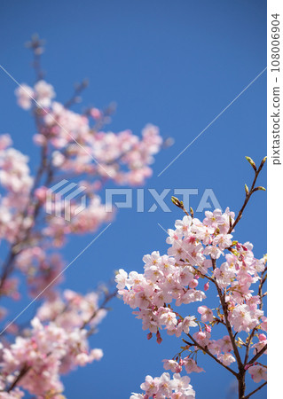 Image of cherry blossoms in the clear sky Image of cherry blossoms in the clear sky 108006904