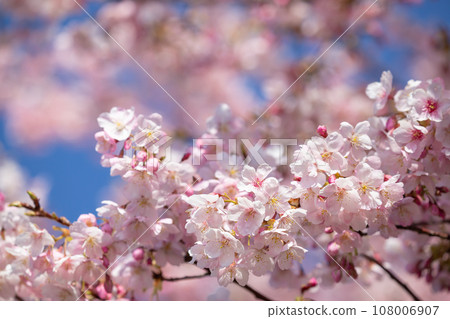 Image of cherry blossoms in the clear sky 108006907