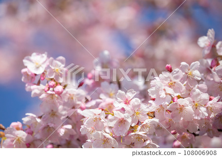 Image of cherry blossoms in the clear sky 108006908
