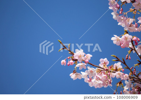 Image of cherry blossoms in the clear sky 108006909