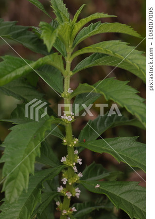 天然植物白根，唇形科多年生植物，生長於水邊。透過地下根莖繁殖並成叢生長 108007006