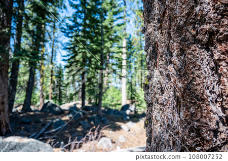 Selective focus on bark on a fire damaged dead coniferous tree in Crater Lake National Park 108007252