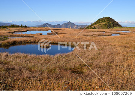 苗場山九合目草秋葉 108007269