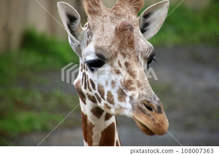 網紋長頸鹿/旭山動物園（北海道旭川市） 108007363
