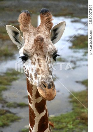 網紋長頸鹿/旭山動物園(北海道旭川市) 網紋長頸鹿/旭山動物園(北海道旭川市) 108007365