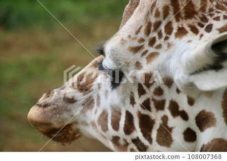 網紋長頸鹿/旭山動物園(北海道旭川市) 網紋長頸鹿/旭山動物園(北海道旭川市) 108007368