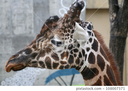 Reticulated Giraffe/Asahiyama Zoo (Asahikawa City, Hokkaido) Reticulated Giraffe/Asahiyama Zoo (Asahikawa City, Hokkaido) 108007371
